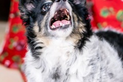 Oreo-43