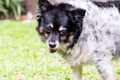 Oreo-49