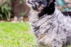 Oreo-53