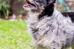 Oreo-54