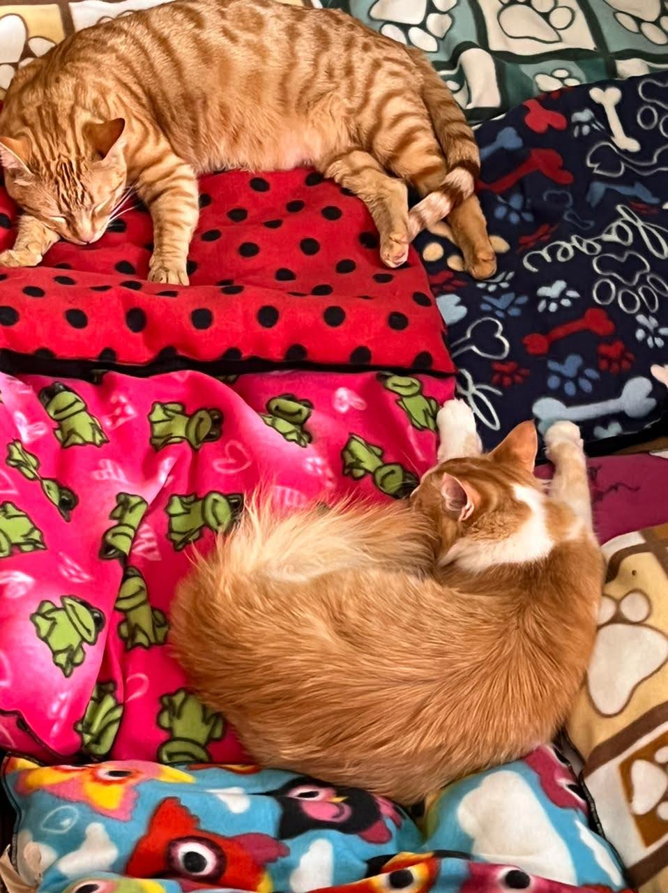 Catnip Pillows image provides a link to see our Catnip Pillows catalogue