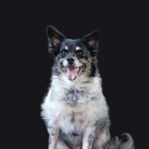 Oreo Portrait On Black Background