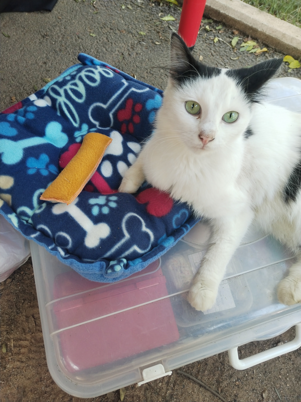 Kitty visiting our stand & choosing a pillow.