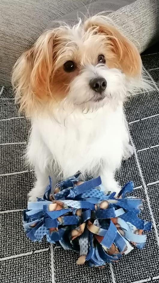 Cute Pup with his GOBball