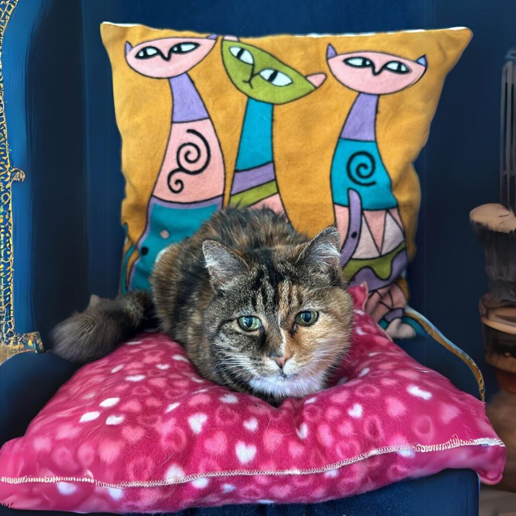 Jenny Posing on her Catnip Pillow