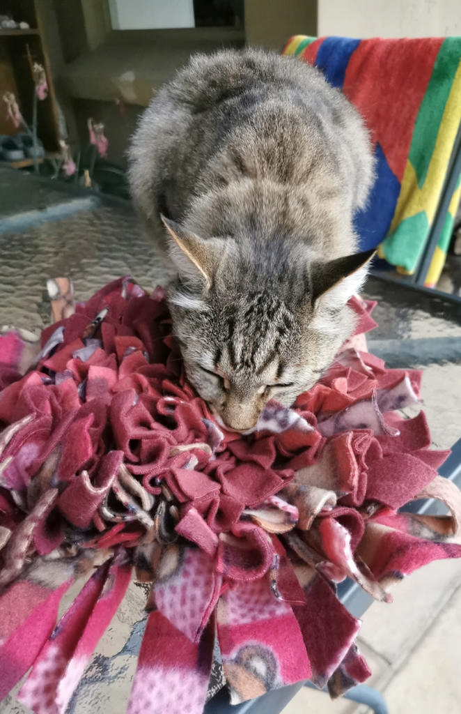 Michelles Cat has her turn with the snuffle Mat