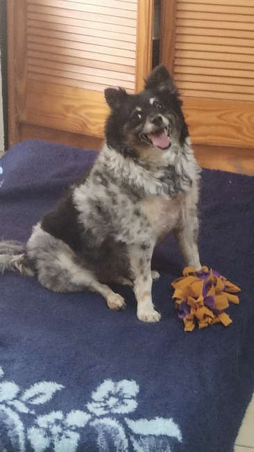 Oreo presents image provides a link to see our GOBballs & flashballs catalogue